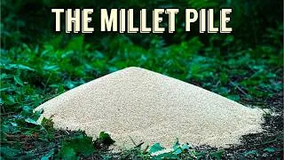 Thumbnail: We Left a PILE OF MILLET in the Woods. Here's what happened! | Trail Camera