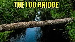 Thumbnail: We Built a Log Bridge Across This Creek for Wildlife... Here's What We Captured