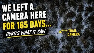 Thumbnail: We Left a Trail Camera in a Cedar Swamp for 165 Days... Here's What It Saw