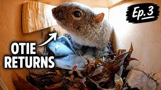 Thumbnail: Otie RETURNS | Squirrel Nest Box Series | Episode 3