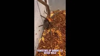 Thumbnail: Tarantula’s Greece Team Feeding Vibes