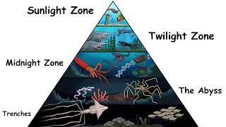 Thumbnail: The Most Disturbing Creatures in Each Ocean Layer