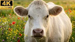 Thumbnail: 4K RELAXING Charolais COW VIDEO | Peaceful Meadow Ambience 🐮🌼✨