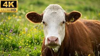 Thumbnail: Hours of Calming Swiss Cow Bells 💤Escape to Switzerland: 3 Hours of Relaxing 4K Nature & Cow Sounds