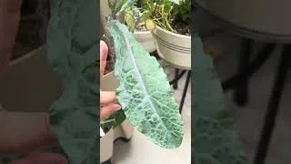 Thumbnail: June 1st Garden checkin 
