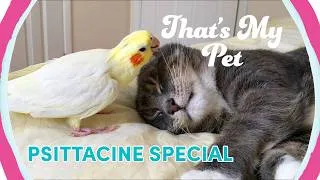 Thumbnail: What a CUTE pair 😻 | That's My Pet