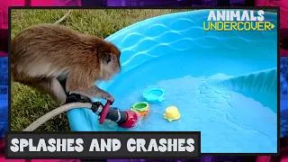 Thumbnail: FUNNY Animals Caught on Security Camera 🤣