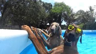 Thumbnail: Mummy, watch me! | Animals Unscripted