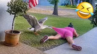 Thumbnail: Funniest Animal Videos 2026 😂 When Animals Have Other Plans