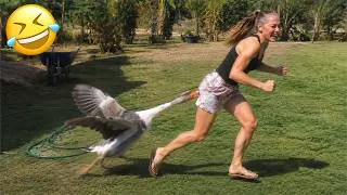 Thumbnail: Funniest Animal Videos 2026 😂 Animals With Perfect Comedy Timing