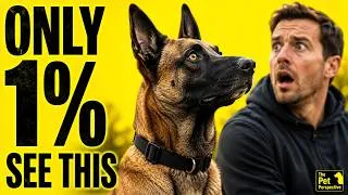 Thumbnail: Only 1% of Malinois Owners See This Behavior