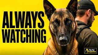 Thumbnail: Your Belgian Malinois Never Stops Watching