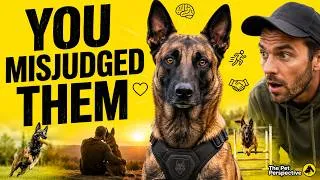 Thumbnail: You Think Belgian Malinois Are Just Guard Dogs...