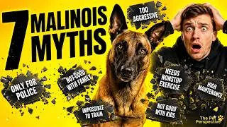 Thumbnail: 7 Things Most People Get Completely Wrong About Belgian Malinois