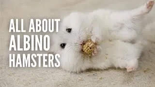 Thumbnail: Albino hamsters 101: All You Need to Know
