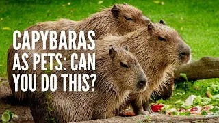 Thumbnail: Capybaras as Pets: Can You Do This and… Should You?