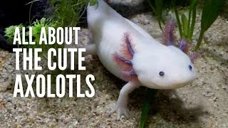 Thumbnail: Axolotl 101: Everything You Should Know