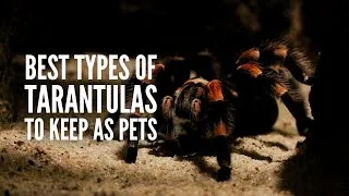 Thumbnail: Types of Tarantulas: The 20 Best Tarantulas to Keep as Pets