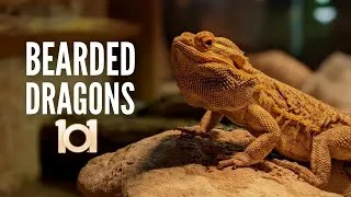 Thumbnail: Bearded Dragons 101: Everything You Should Know