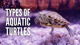 Thumbnail: 20 Types of Aquatic Turtles for Every Reptile Enthusiast