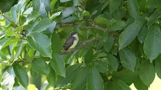 Thumbnail: 1 Minute With The Eastern Kingbird (Fledgling)