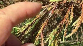 Thumbnail: The Agonizing Death of My Giant Redwood