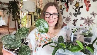 Thumbnail: Splashy Hoyas and more! | Plant Shopping | The Pink Trellis