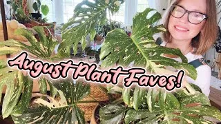 Thumbnail: My Favorite Plants In August | Hoyas, Monstera and Flowering Houseplants | Plant Tour