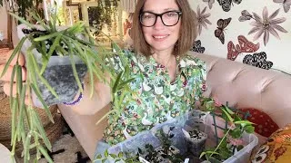 Thumbnail: Hoya Linearis and More Gorgeous Plants | Plant Shopping At The Pink Trellis | Crystals & Pottery