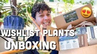 Thumbnail: Plant Unboxing + Repotting Marathon (ZZ Plant Rescue, Begonia, Cebu Blue Pothos & More)