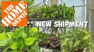 Thumbnail: 9/4 Monstera Siltepecana, Green Manjula, & More! Plant Shopping at The Home Depot
