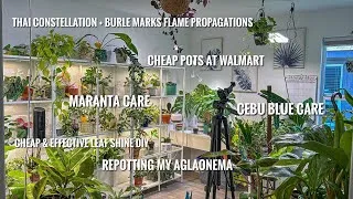 Thumbnail: Spend the Day Doing Plant Chores With Me 🌿 Cleaning + Repotting + Shopping at Walmart! 