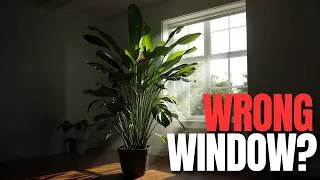 Thumbnail: The Best Window for Every Houseplant 🪟 | Where Should You Put Your Plants?