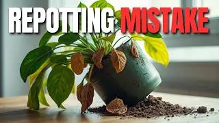Thumbnail: Why Your Plant Is Dying After Repotting 😬 | 7 Mistakes to Fix NOW