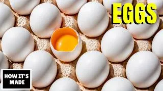 Thumbnail: How Eggs Are Made - The Real Reason Old Eggs Float