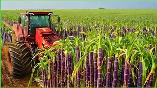 Thumbnail: La fábrica de azúcar: Un recorrido por el proceso de transformación de la caña
