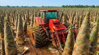 Thumbnail: Harvesting Bamboo in the Misty Forest | The High-Tech Factory Process