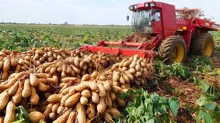 Thumbnail: The Amazing Peanuts Journey 2026: Farming, Harvesting & Oil Factory Process