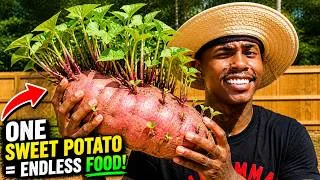 Thumbnail: Turn ONE Sweet Potato into 1000 Pounds of Sweet Potatoes By Growing Sweet Potato Slips The Easy Way