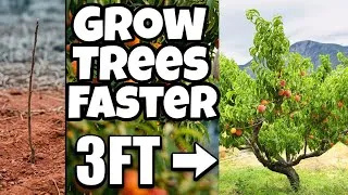 Thumbnail: Plant Fruit Trees THIS WAY to make it Grow 5 times Faster