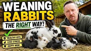 Thumbnail: weaning the right time