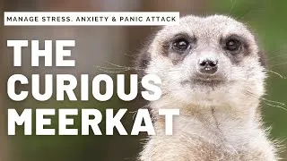 Thumbnail: Have A Relaxing Good Time With The Curious Meerkats
