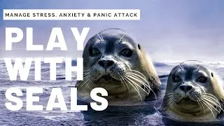 Thumbnail: Relaxing Seal Video For Anxiety, Stress, Panic Attack, Depression, Meditation | Soothing Sleep Music