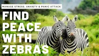 Thumbnail: Relaxing Zebra Video For Anxiety, Stress, Panic Attack, Depression | Soothing Music for Sleep, Yoga