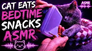 Thumbnail: Cat Eats Bedtime Snacks - Feline ASMR
