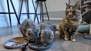 Thumbnail: I put a mic next to my cats while they ate (ASMR)