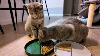 Thumbnail: This Is What Two KITTENS Sound Like EATING Dinner (ASMR)