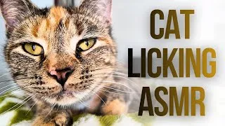 Thumbnail: Cat LICKS Themself to SLEEP | Cat ASMR
