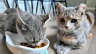 Thumbnail: STRAY KITTENS Eating | Cat ASMR - EPISODE 01
