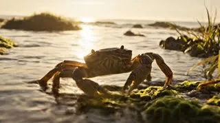 Thumbnail: Crab explores tidal zone